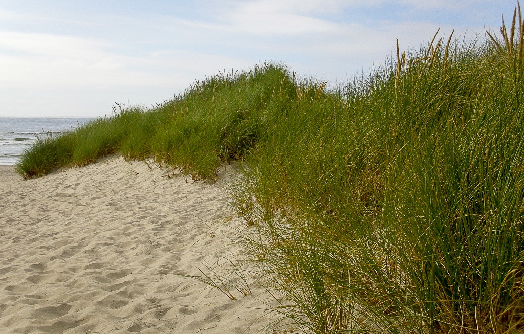 Windschutz durch natürliche Dünen