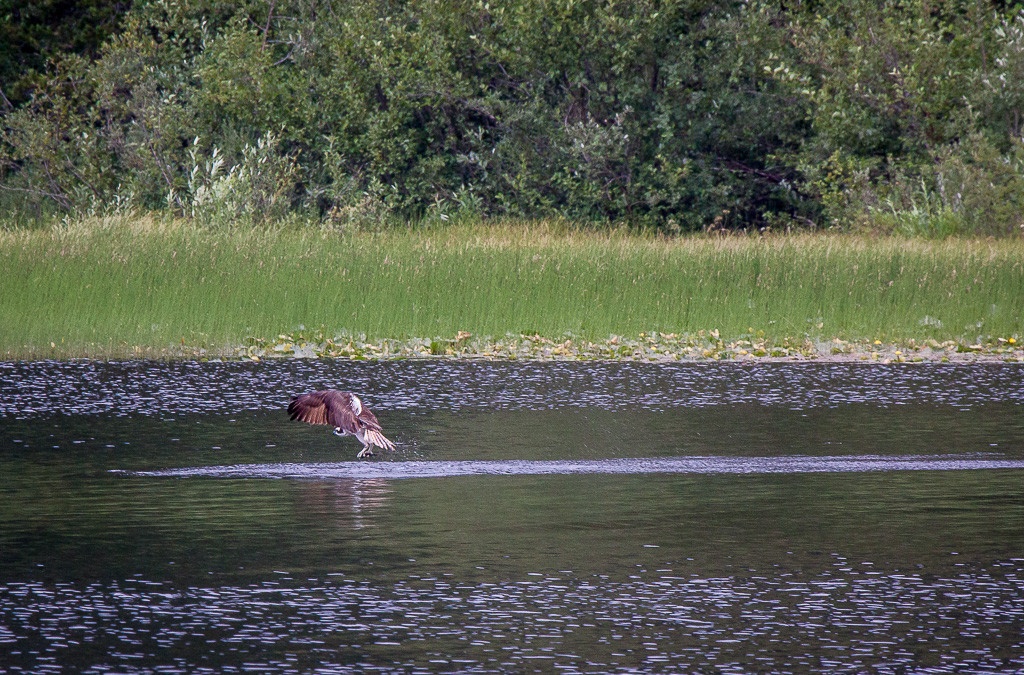 Adler beim Fischen