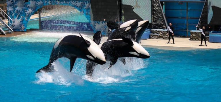 Shamu Show