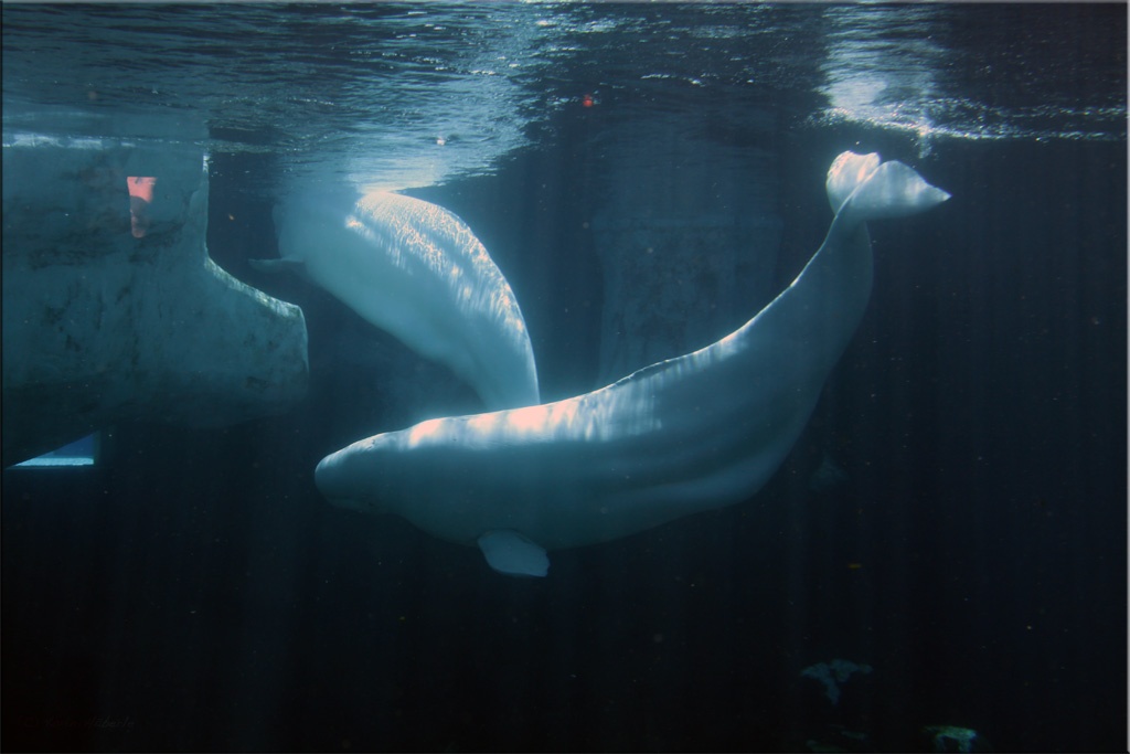 Beluga Wale unter Wasser