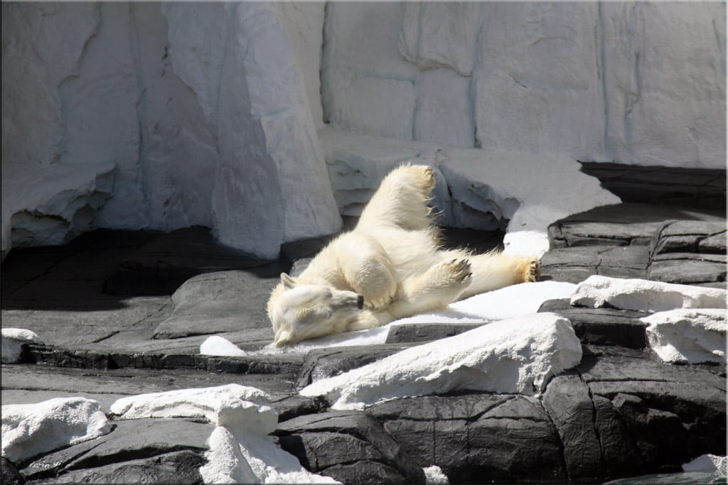 Eisbär