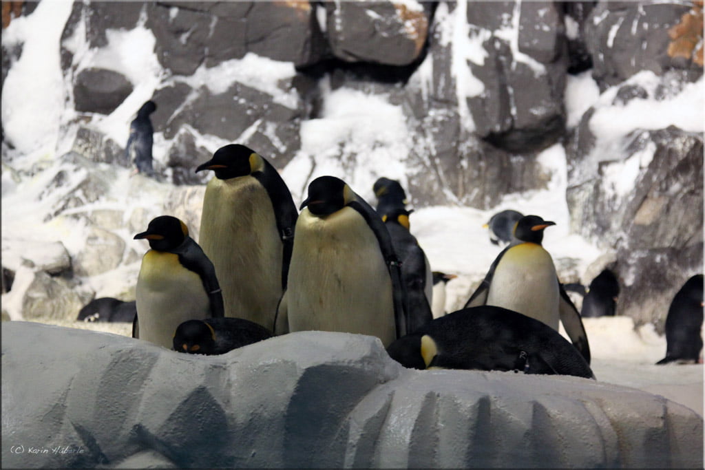 Pinguine @ Sea Wold San Diego