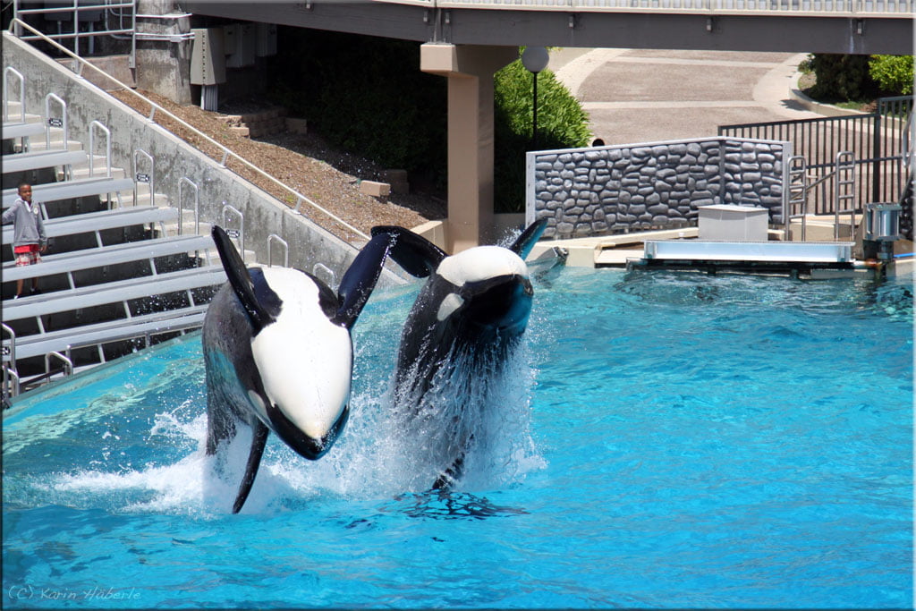 Shamu Show Sea World San Diego