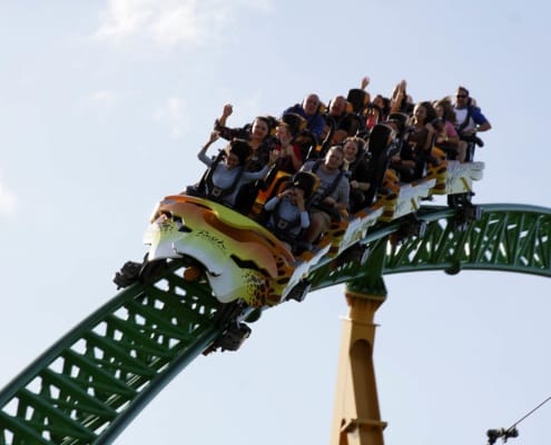 Cheetah Hunt