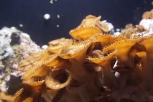 Key West Aquarium