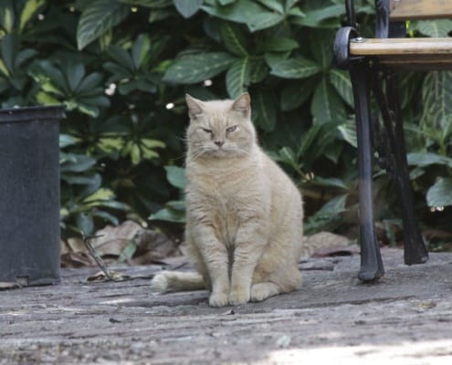 Earnest Hemingway Katze