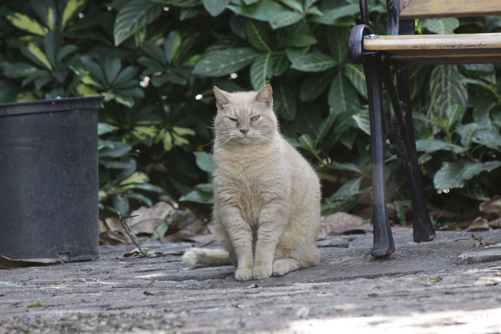 Earnest Hemingway Katze