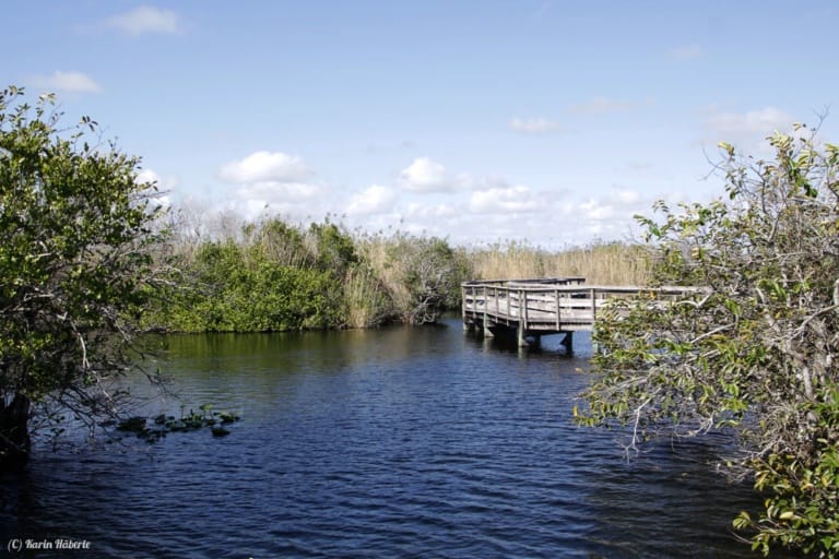 Anhinga Trail