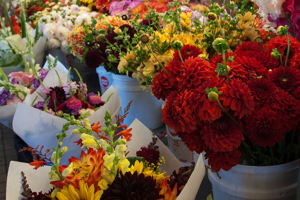 Dahlien, Sonnenblumen und Rosen