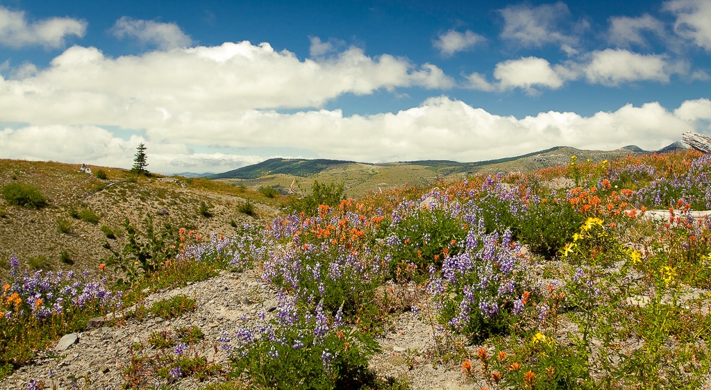 alpine Blumen gibt es wieder hier