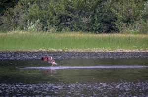 Adler beim Fischen