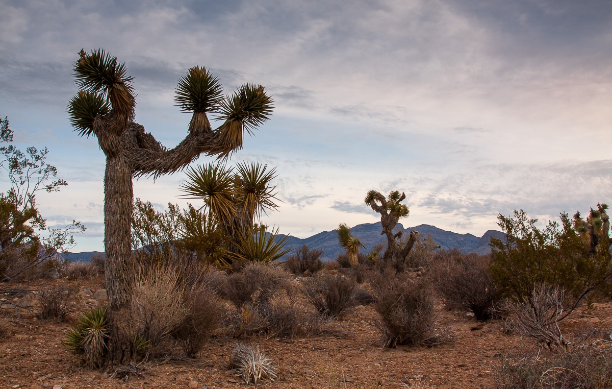 Joshua Tree im Red Rock Canyon