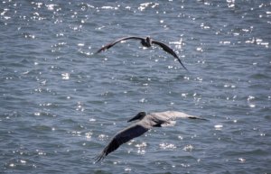 Pelikane über der Bay