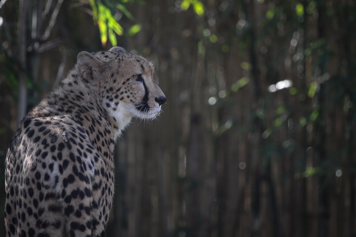 Gepard (englisch: Cheetah)