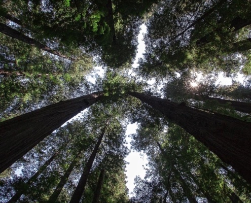Redwood National Park