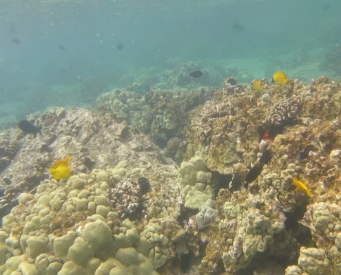 Kealakekua Bay