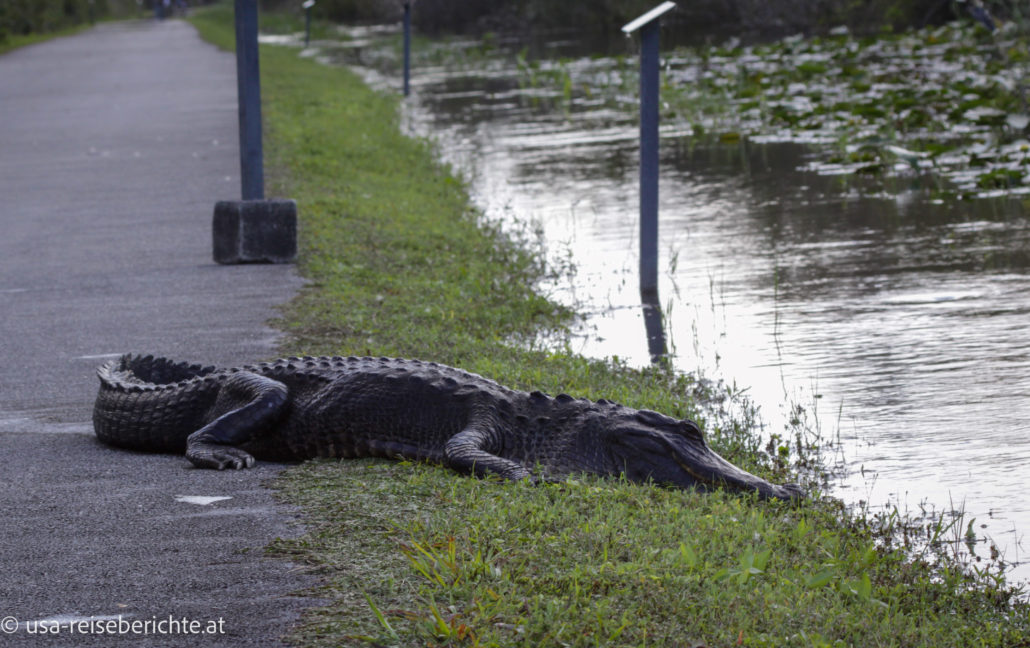 Alligator beim Shark Valley Visitor Center