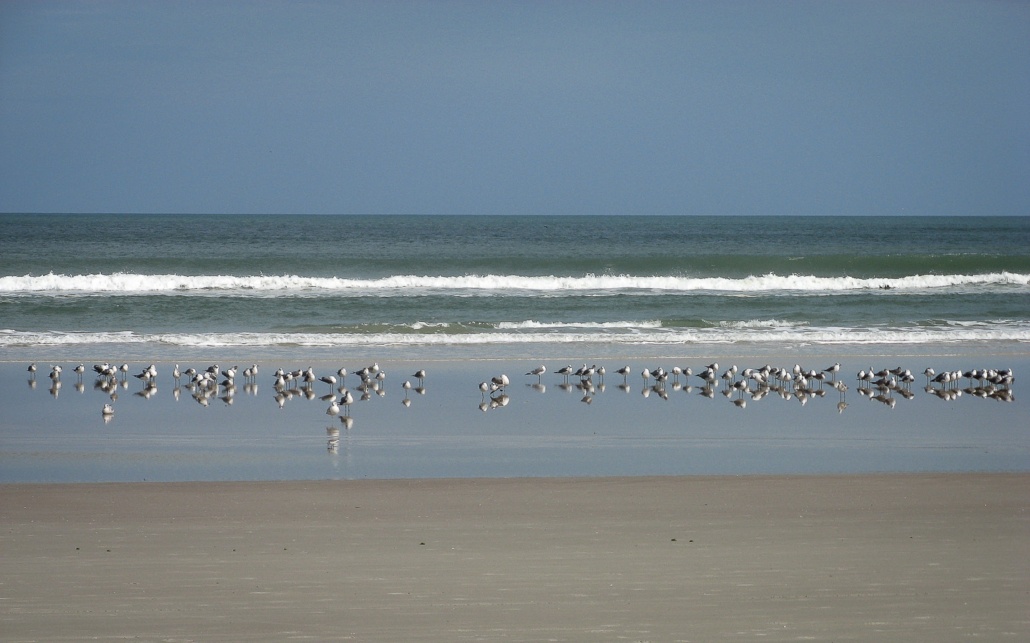 Vögel am Strand