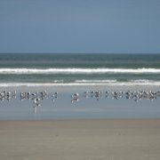 Vögel am Strand
