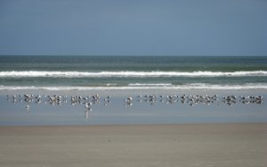 Vögel am Strand