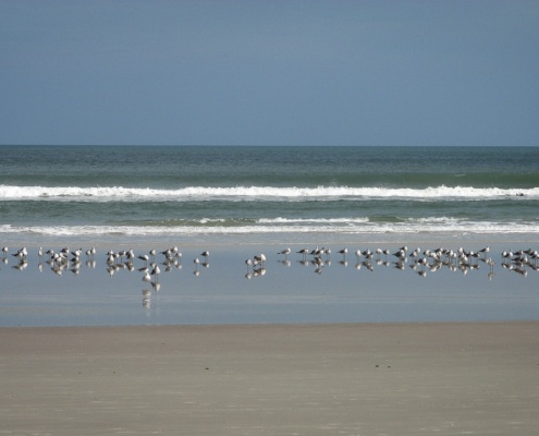 Vögel am Strand