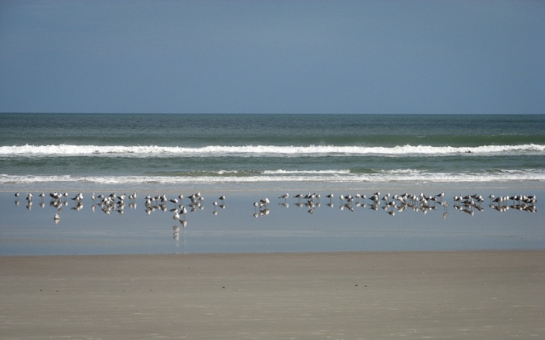 Vögel am Strand