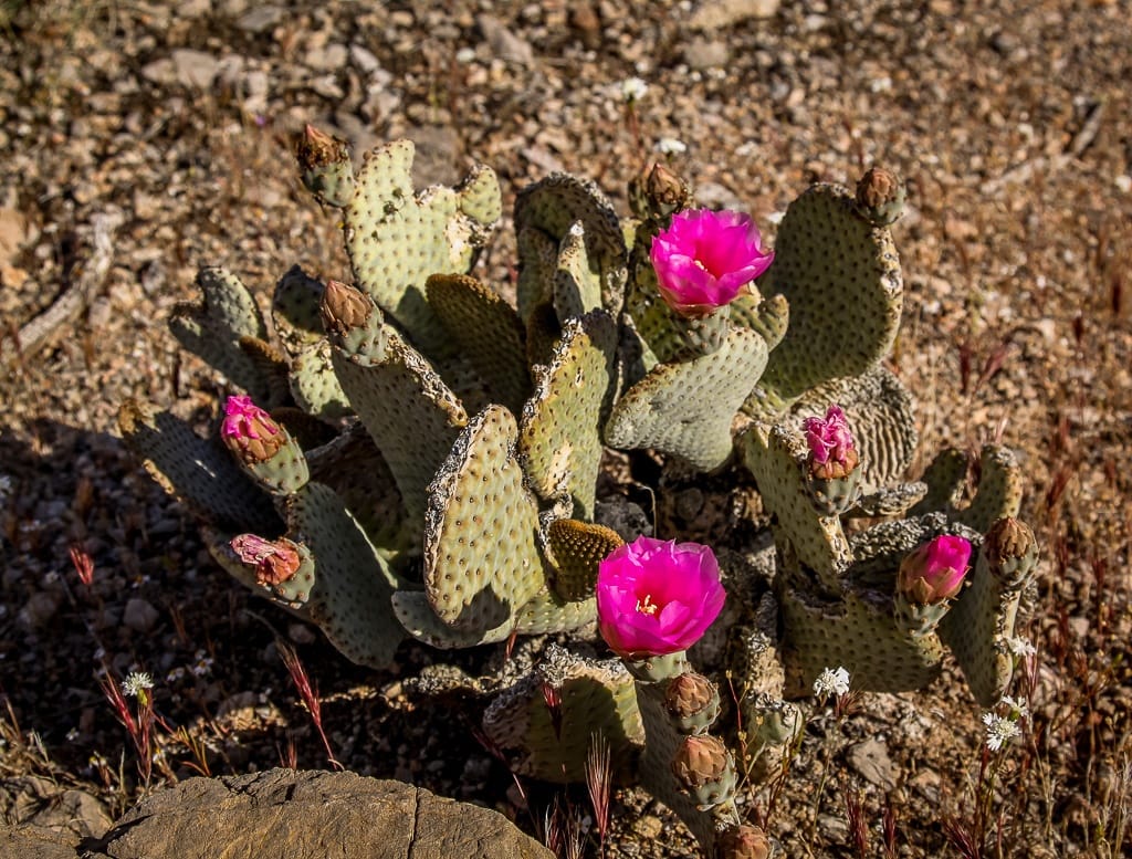 Kakteenblüte im Valley of Fire